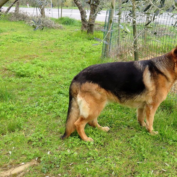 Rayam Security K9 detection unit guard dog