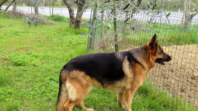K9 detection unit live feed