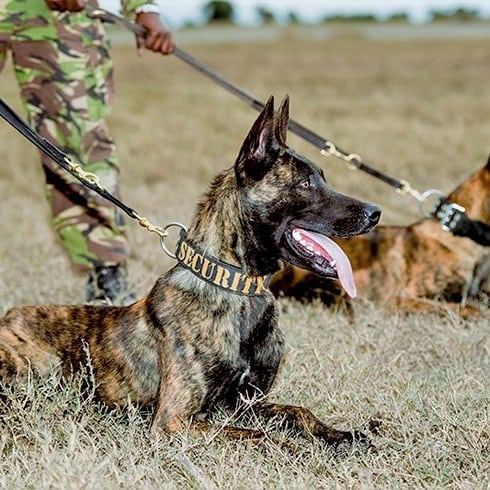 Trained guard dog with handler from the Rayam Security K9 unit